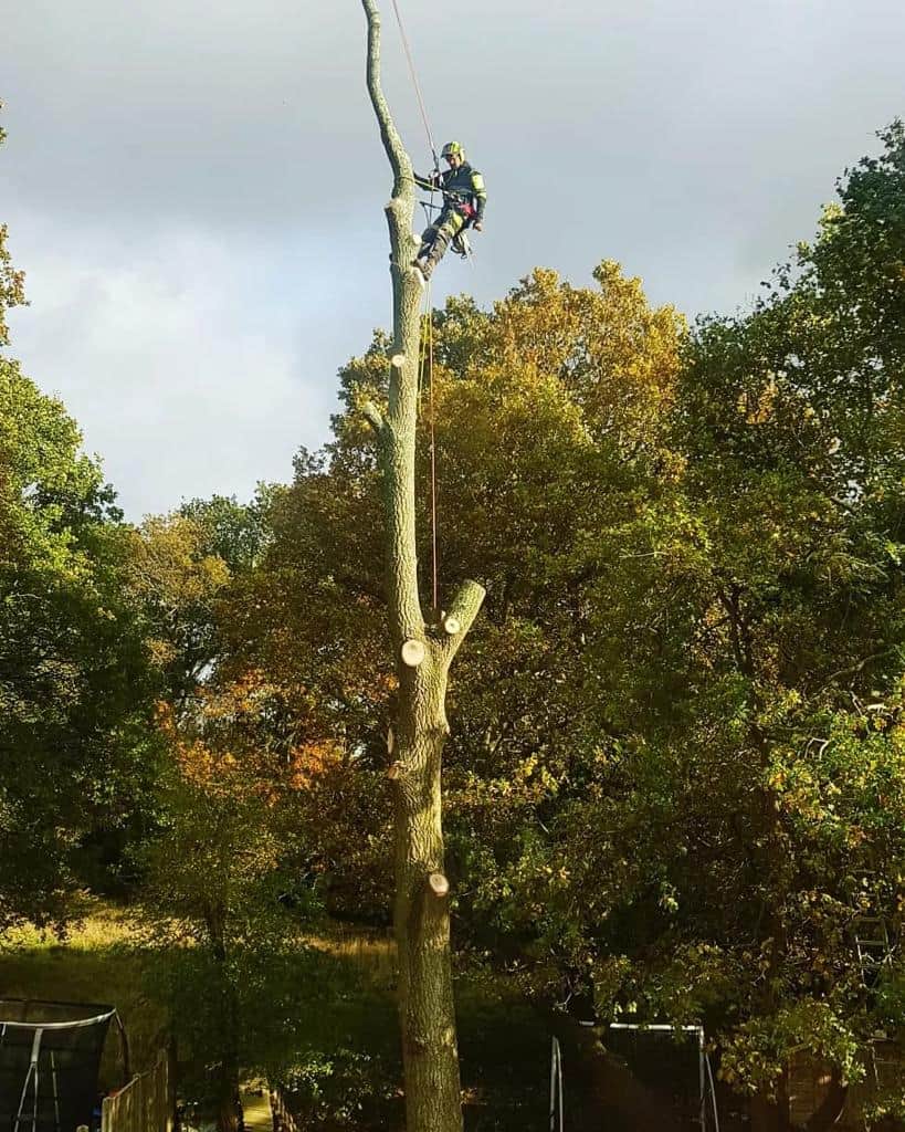 This is a photo of an operative from LM Tree Surgery Hayling Island felling a tree. He is at the top of the tree with climbing gear attached about to remove the top section of the tree.