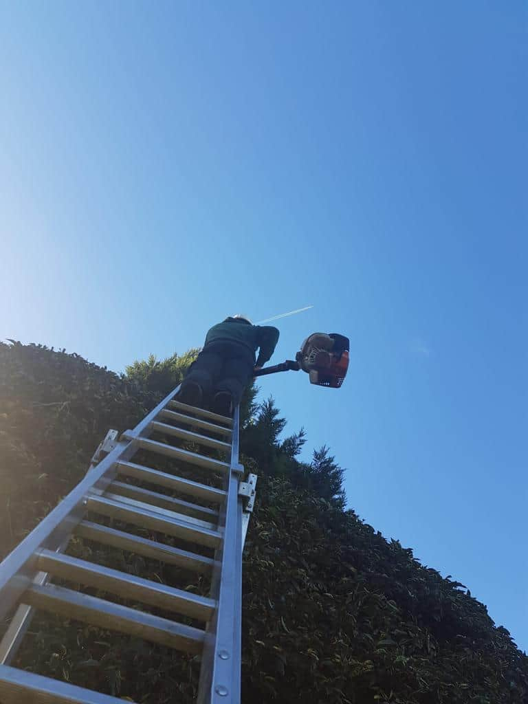 This is a photo of a tree on the pavement that is having limbs removed which are near to power lines. Works undertaken by LM Tree Surgery Hayling Island