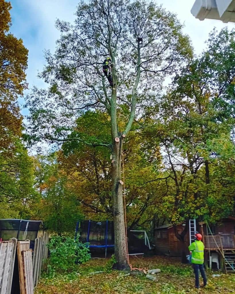 This is a photo of a tree being pruned, there is a man up the tree cutting a section of it down while another man is standing in the garden of the property where the tree is located overseeing the work. Works carried out by LM Tree Surgery Hayling Island