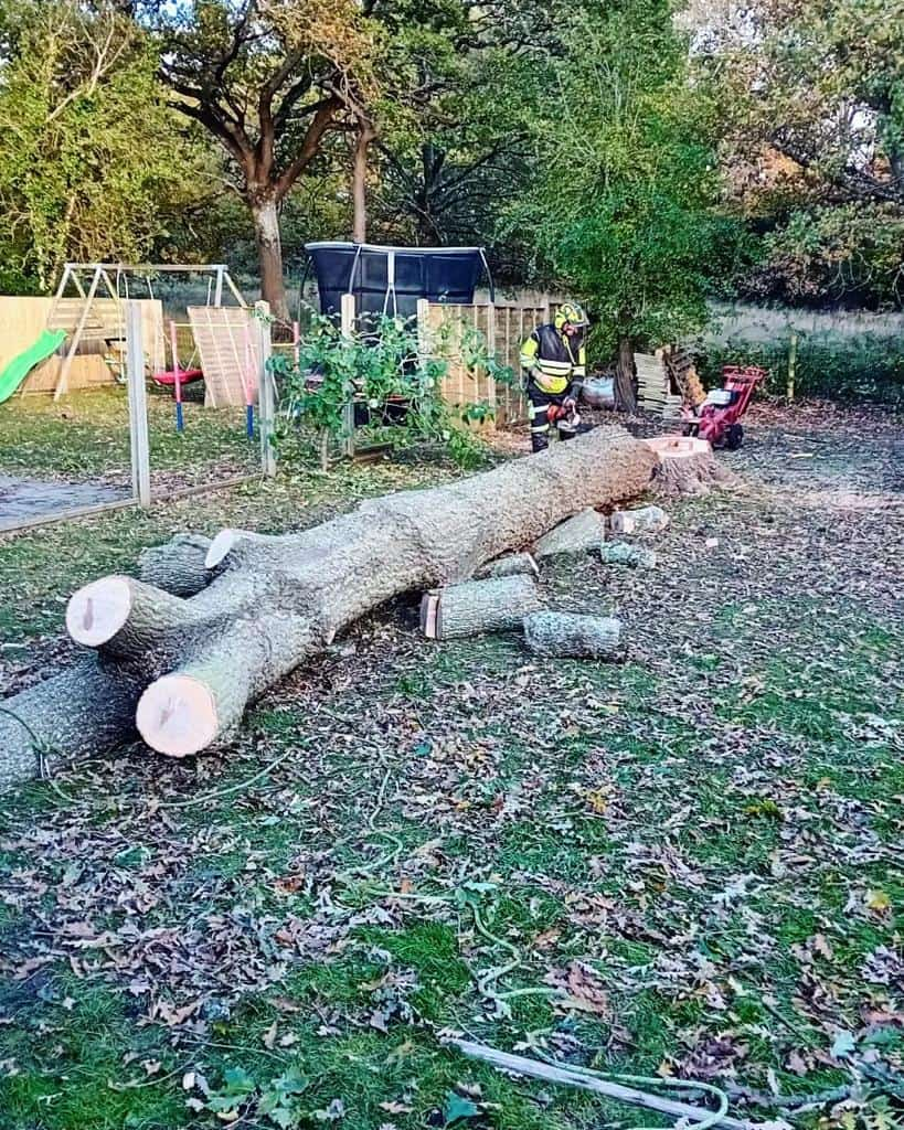 This is a tree laying on the ground of a garden that has just been felled by the operatives from LM Tree Surgery Hayling Island