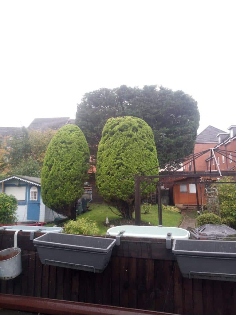 This is a photo of two tree in a garden that have just been trimmed. They have been sculpted by the operatives of LM Tree Surgery Hayling Island