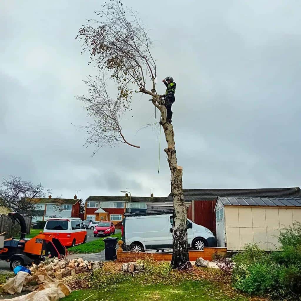 This is a photo of a tree that is being removed by an operative from LM Tree Surgery Hayling Island, the arborist is at the top of the tree about to cut down a section of it.