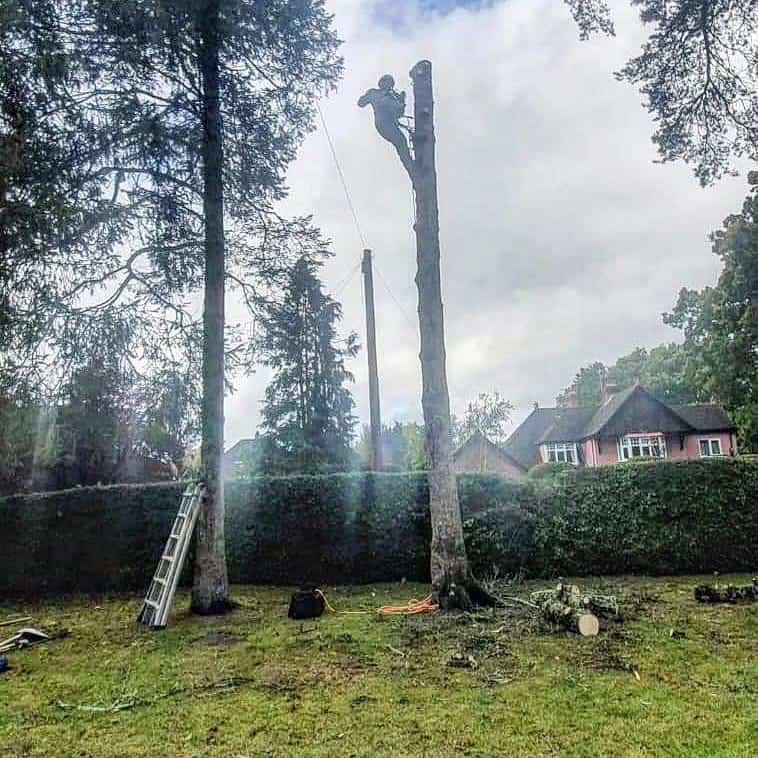 This is a photo of a tree that is being removed, there is just the trunk remaining and the operative from LM Tree Surgery Hayling Island is at the top cutting a section of it off.