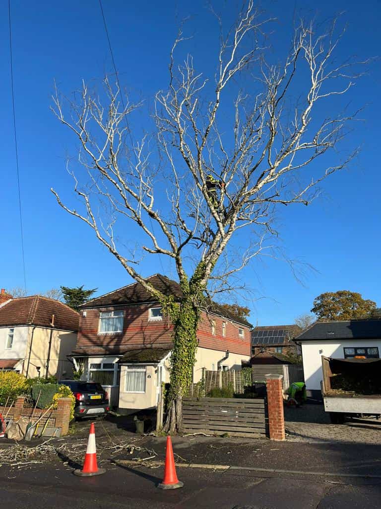 This is a photo of an operative from LM Tree Surgery Hayling Island up a ladder rested on a hedge with a petrol strimmer.