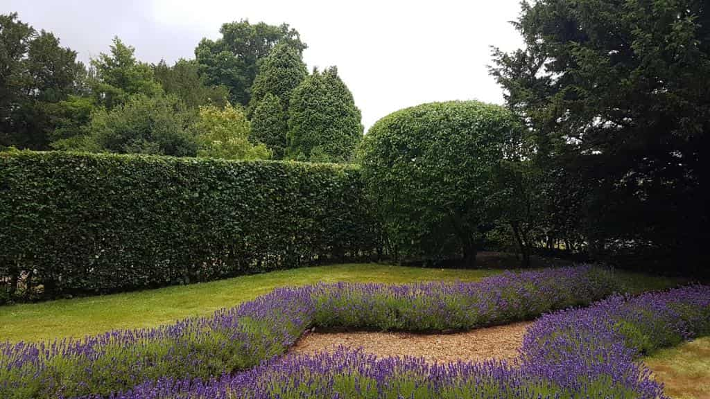 This is a photo of a garden hedge that has just been trimmed by LM Tree Surgery Hayling Island